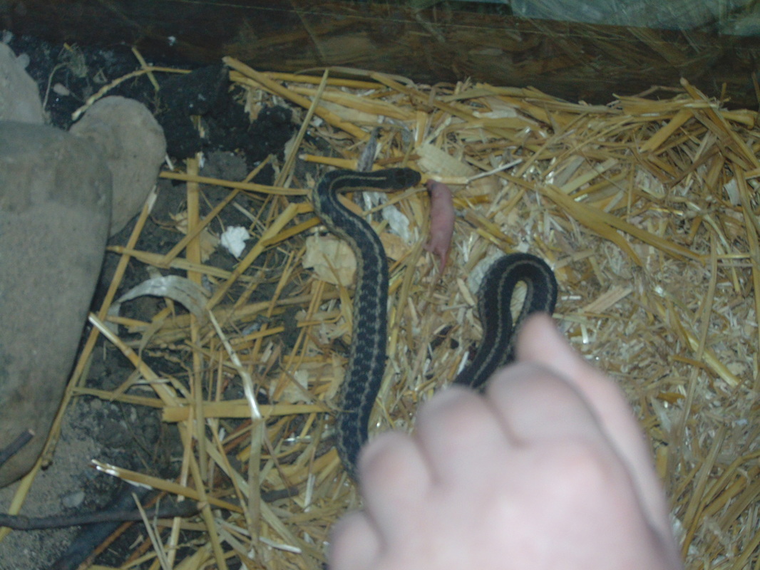 garter snake escape behavior